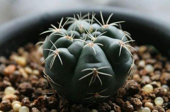 绯花玉仙人球如何繁殖,播种分球繁殖及养护技巧