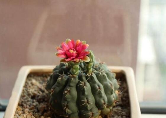 绯花玉仙人球如何繁殖,播种分球繁殖及养护技巧