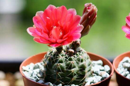 绯花玉仙人球如何繁殖,播种分球繁殖及养护技巧