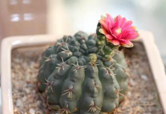 绯花玉仙人球如何繁殖,播种分球繁殖及养护技巧