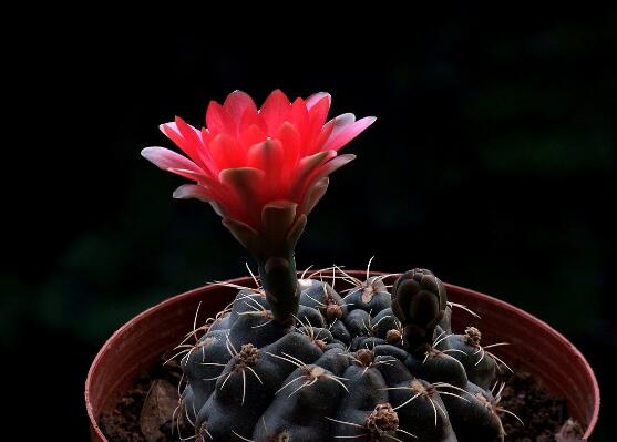 绯花玉仙人球如何繁殖,播种分球繁殖及养护技巧