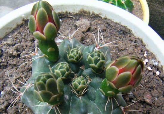 绯花玉仙人球如何繁殖,播种分球繁殖及养护技巧