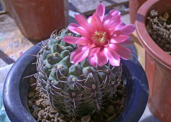 绯花玉仙人球如何繁殖,播种分球繁殖及养护技巧