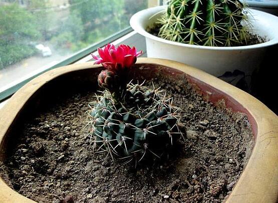 如何促使绯花玉出小球，4种办法让绯花玉快速出球开花