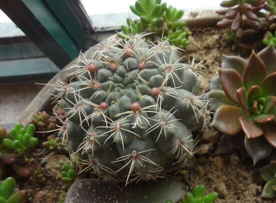 如何促使绯花玉出小球，4种办法让绯花玉快速出球开花