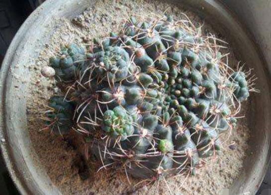 如何促使绯花玉出小球，4种办法让绯花玉快速出球开花