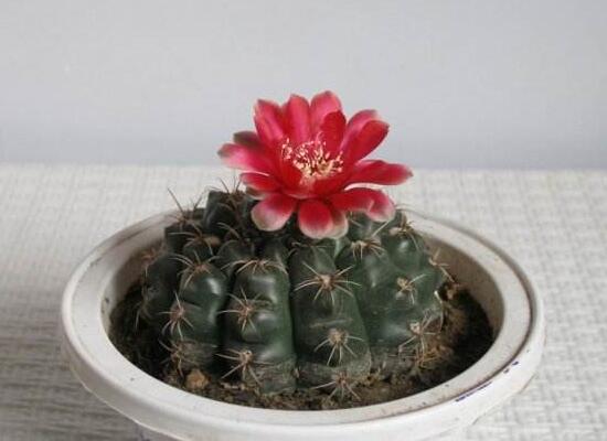 如何促使绯花玉出小球，4种办法让绯花玉快速出球开花