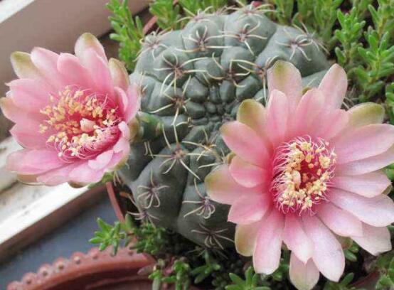 如何促使绯花玉出小球，4种办法让绯花玉快速出球开花