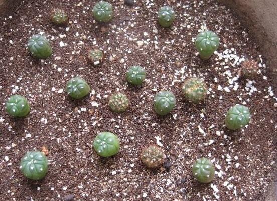 如何促使绯花玉出小球，4种办法让绯花玉快速出球开花