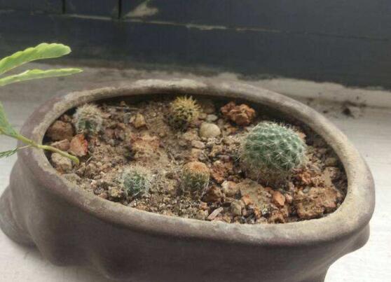 如何促使绯花玉出小球，4种办法让绯花玉快速出球开花