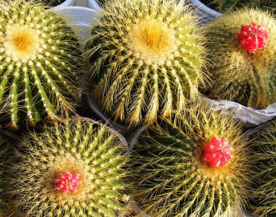 仙人球的种类有哪些，全面了解仙人球的种类和养殖办法