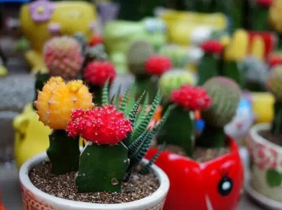 仙人球的种类有哪些，全面了解仙人球的种类和养殖办法