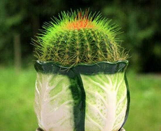 仙人球的种类有哪些，全面了解仙人球的种类和养殖办法