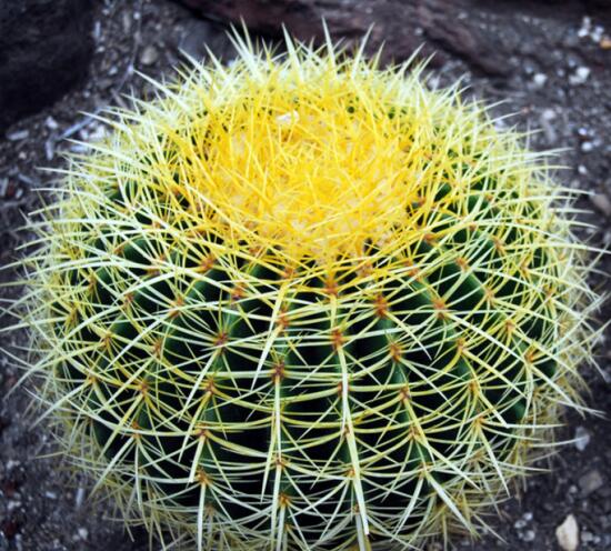 仙人球的种类有哪些，全面了解仙人球的种类和养殖办法