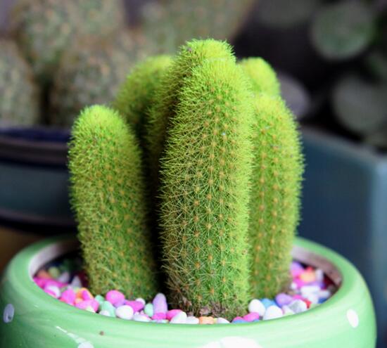 仙人球的种类有哪些，全面了解仙人球的种类和养殖办法