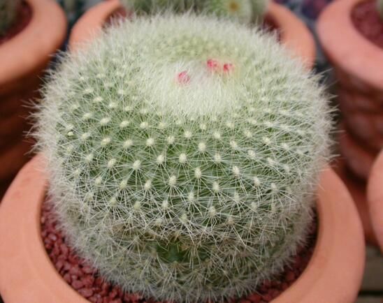 仙人球的种类有哪些，全面了解仙人球的种类和养殖办法