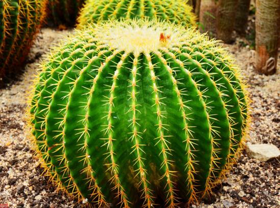 仙人球的种类有哪些，全面了解仙人球的种类和养殖办法