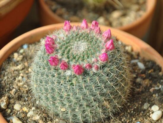 仙人球的种类有哪些，全面了解仙人球的种类和养殖办法