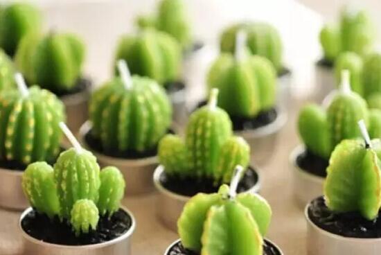 仙人球的种类有哪些，全面了解仙人球的种类和养殖办法