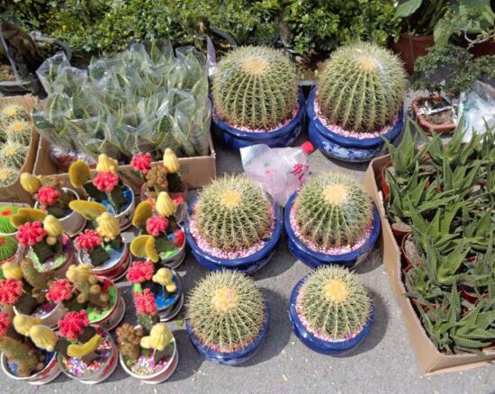 仙人球的种类有哪些，全面了解仙人球的种类和养殖办法