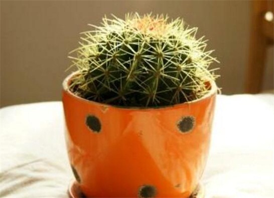 如何给仙人球换盆，仙人球什么时候换盆(春秋两季)