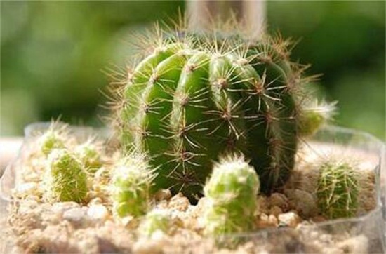 如何给仙人球换盆，仙人球什么时候换盆(春秋两季)