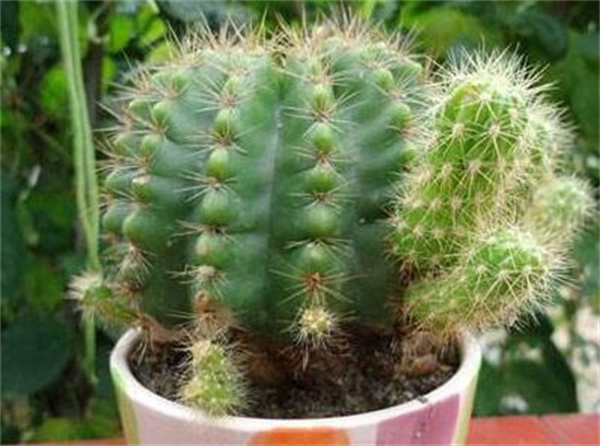 如何给仙人球换盆，仙人球什么时候换盆(春秋两季)