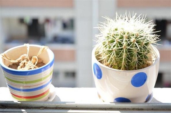 如何给仙人球换盆，仙人球什么时候换盆(春秋两季)