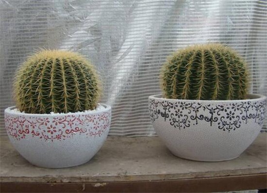 如何给仙人球换盆，仙人球什么时候换盆(春秋两季)