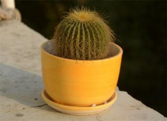 如何给仙人球换盆，仙人球什么时候换盆(春秋两季)