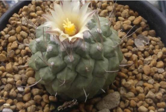 仙人球如何养长得快，五个要点让仙人球疯长开花