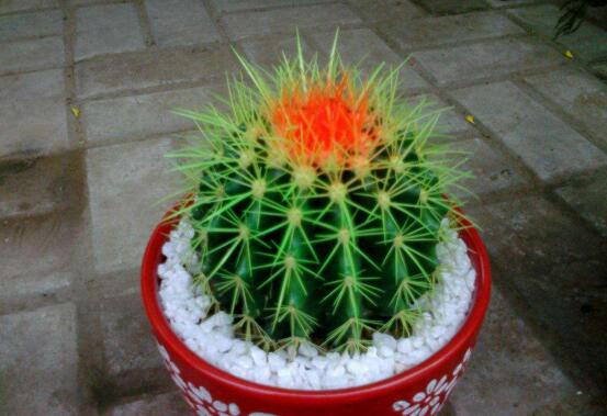 仙人球如何养长得快，五个要点让仙人球疯长开花