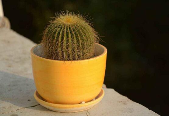 仙人球如何养长得快，五个要点让仙人球疯长开花