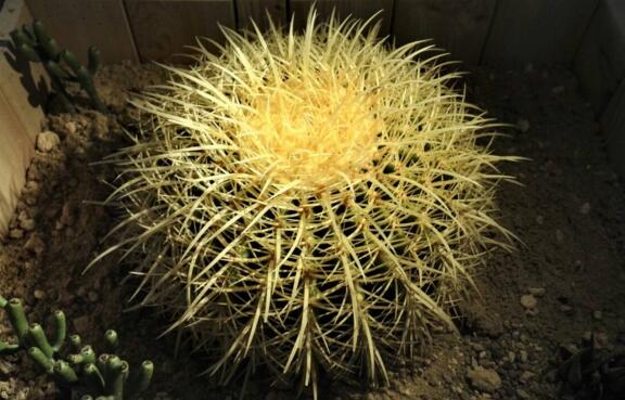 仙人球如何养长得快，五个要点让仙人球疯长开花