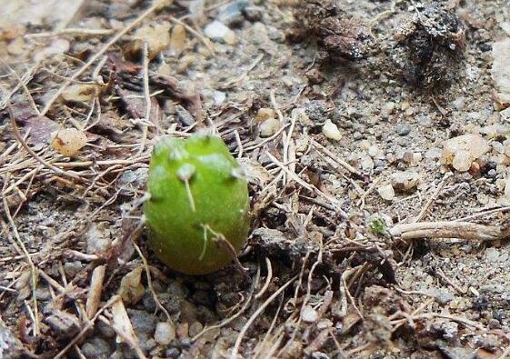 仙人球如何养长得快，五个要点让仙人球疯长开花