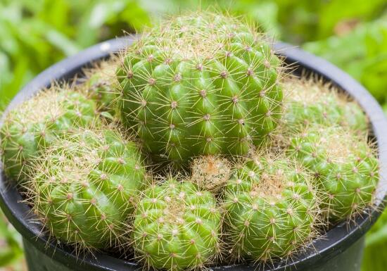 仙人球如何养长得快，五个要点让仙人球疯长开花