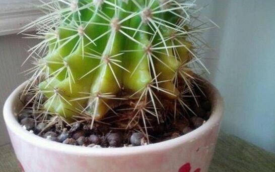 仙人球如何养长得快，五个要点让仙人球疯长开花