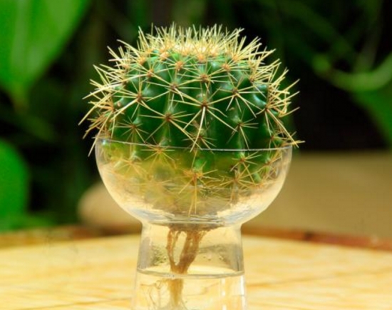 仙人球水培办法：仙人球在诱变过程中严禁对球体喷水，否则球体容易腐烂坏死