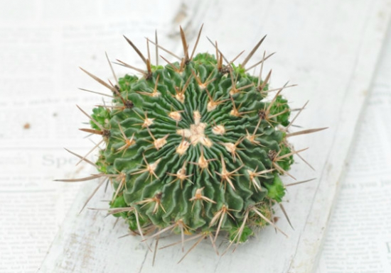 千波万波的养殖办法：喜温暖干燥、阳光充足环境