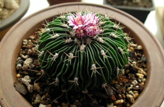 千波万波的养殖办法：喜温暖干燥、阳光充足环境