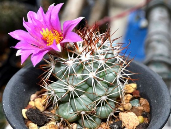 蓬莱宫仙人球的介绍：从外形、繁殖办法等方面介绍