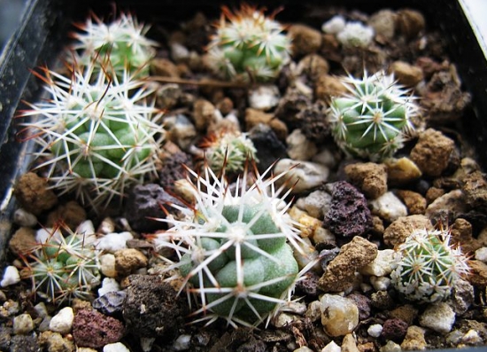 蓬莱宫仙人球的介绍：从外形、繁殖办法等方面介绍