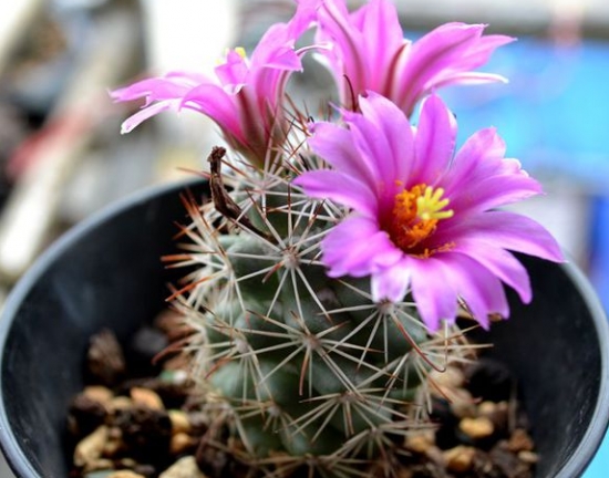 蓬莱宫仙人球的介绍：从外形、繁殖办法等方面介绍