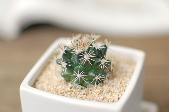 新手如何养殖仙人球 新手如何养殖仙人球:少浇水,少管理,少搬动,少打扰