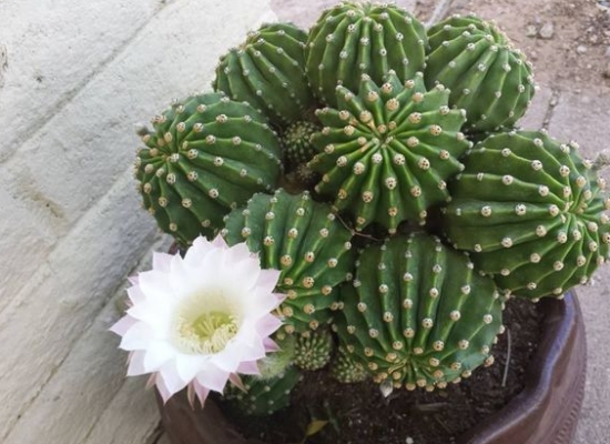 多头仙人球 新手如何养殖仙人球:少浇水,少管理,少搬动,少打扰