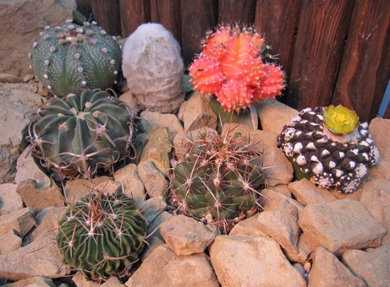 仙人球拼盘 新手如何养殖仙人球:少浇水,少管理,少搬动,少打扰