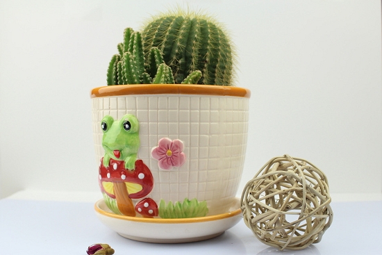 仙人球冬季如何浇水：冬季尽量少浇水，保持盆土微湿即可