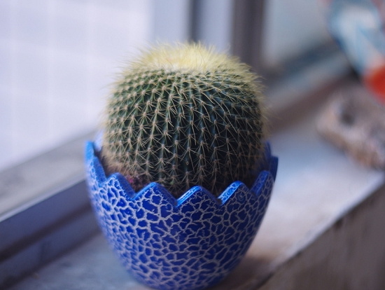 仙人球冬季如何浇水：冬季尽量少浇水，保持盆土微湿即可