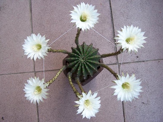 仙人球冬季如何浇水：冬季尽量少浇水，保持盆土微湿即可