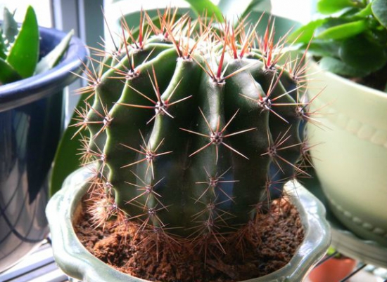 仙人球如何养 仙人球的养殖办法:粗放管理